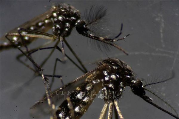 Ấn Độ ghi nhận các ca nhiễm virus Zika