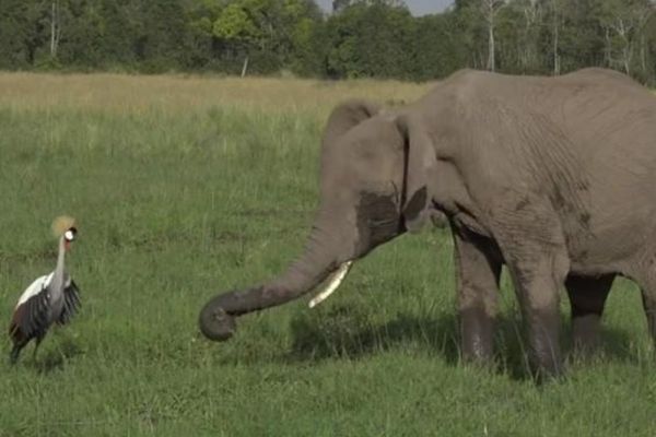 Clip: Con sếu bé nhỏ liều mạng đánh đuổi bầy voi khổng lồ để bảo vệ tổ của mình