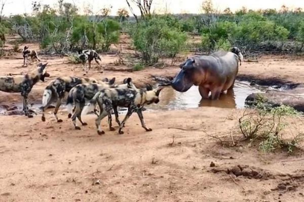 Clip: Đàn chó hoang ảo tưởng sức mạnh, thách thức cả loài động vật hoang dã 'cục súc' nhất châu Phi