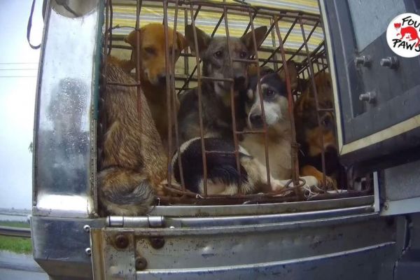 'Đường đến lò mổ' - bộ phim ám ảnh về nạn buôn bán thịt chó, mèo ở Việt Nam