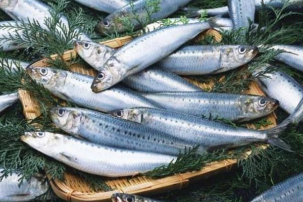 Khám phá kiểu ăn cá người Nhật yêu thích giúp giảm nguy cơ tử vong do mọi nguyên nhân một cách đáng kể