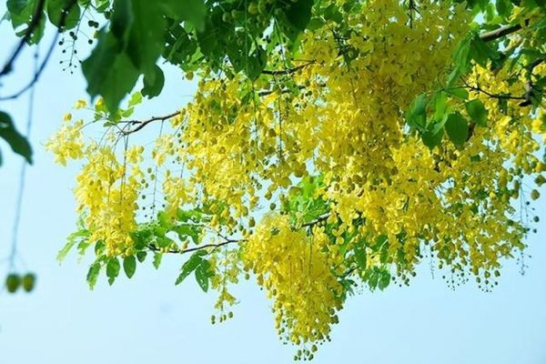 Loài hoa vàng rực nở rộ trên phố vào mùa hè, có cái tên nghe đáng sợ nhưng đẹp rực rỡ và tốt cho phong thủy