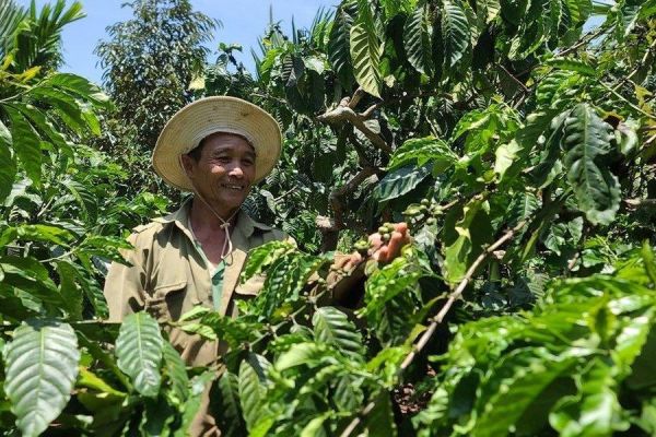 Những giá trị bất ngờ từ sản xuất cà phê bền vững