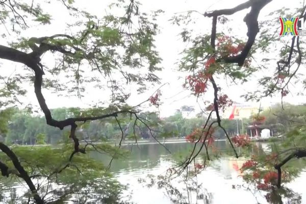 Phượng hồng khoe sắc ven hồ Hoàn Kiếm