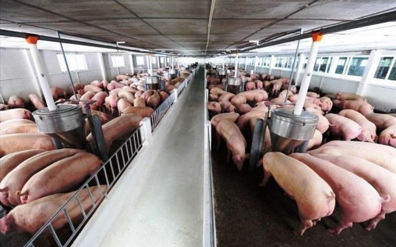 Giá lợn trên 60.000 đồng/kg, người nuôi vẫn chưa lãi