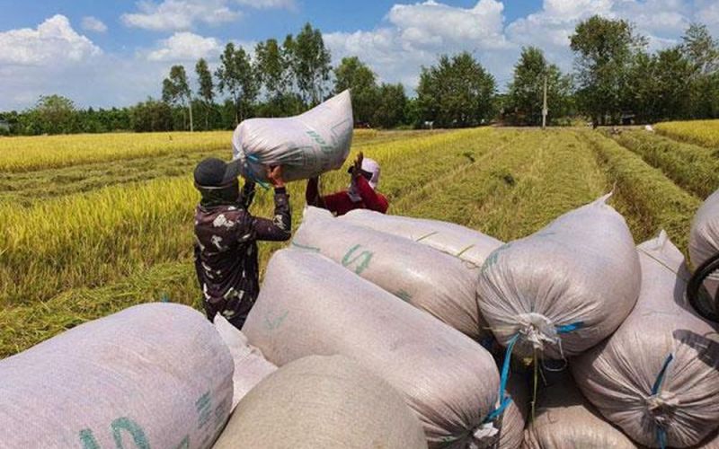 Sửa nghị định xuất khẩu gạo: minh bạch để điều hành đúng