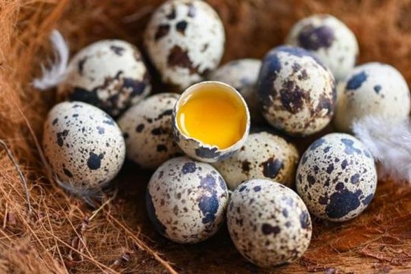 9 lợi ích sức khỏe bất ngờ của trứng cút