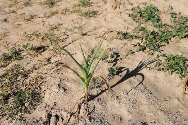 El Nino tàn phá mùa màng, Nam châu Phi rơi vào cảnh lầm than vì nạn đói