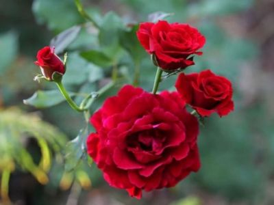 Hoa hồng đẹp và thơm nhưng vướng đại kỵ nào khi thắp hương?