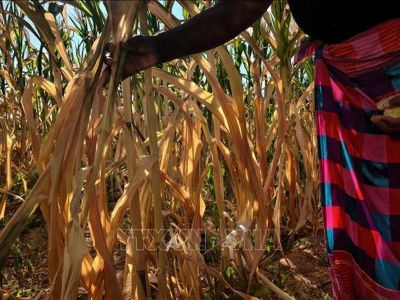 Nông dân châu Phi tìm cách thích ứng với biến đổi khí hậu